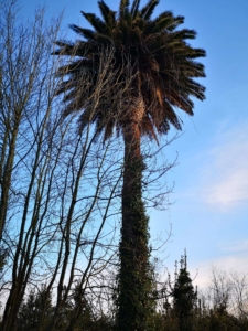 Poda de palmera